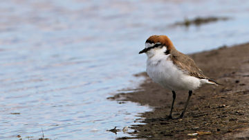Wallpaper thumb: Red-capped Plover
